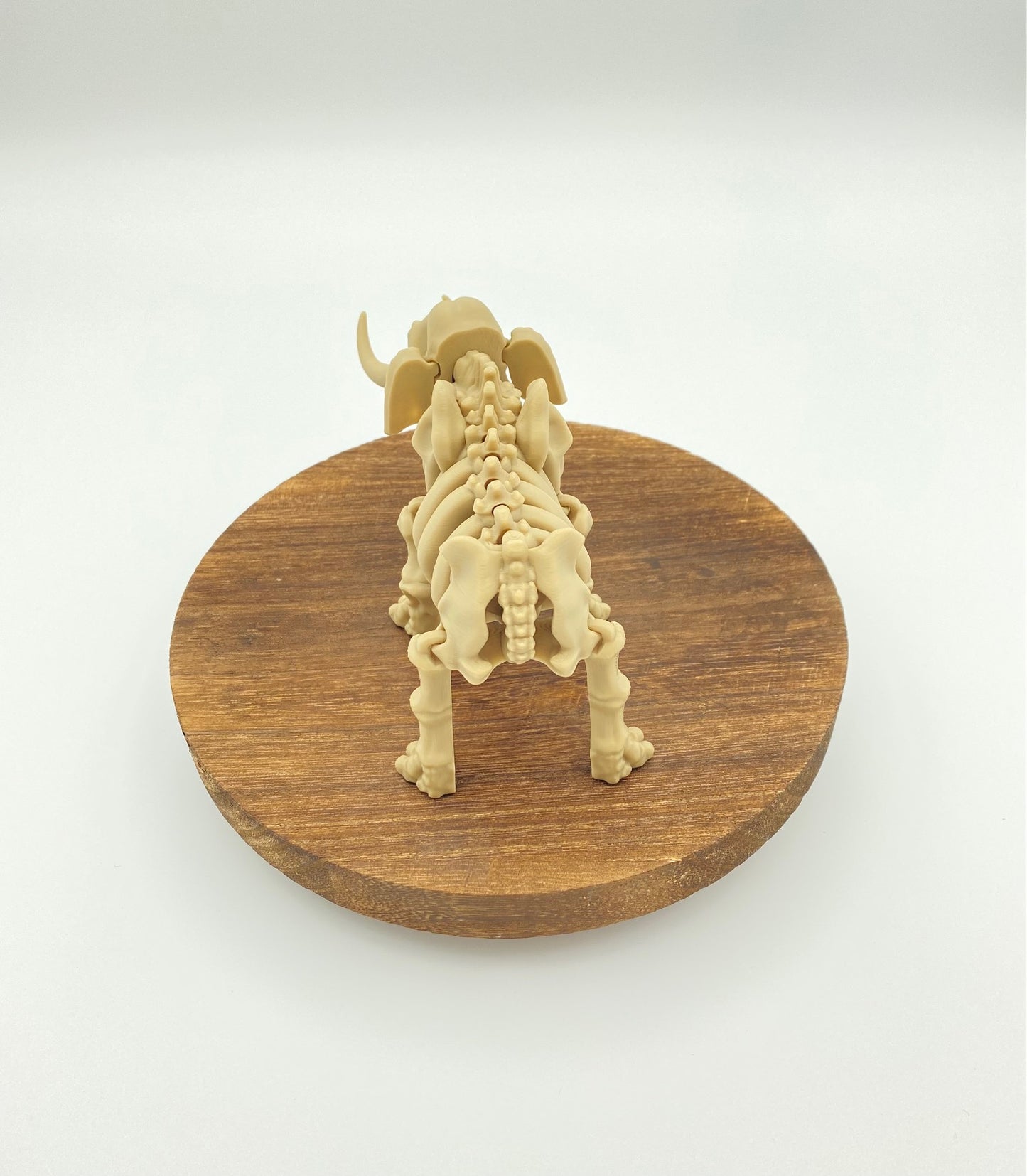 Skeletal Elephant